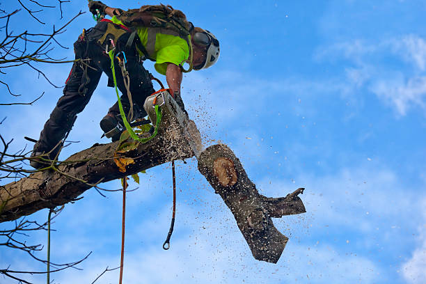 Best Hedge Trimming  in USA